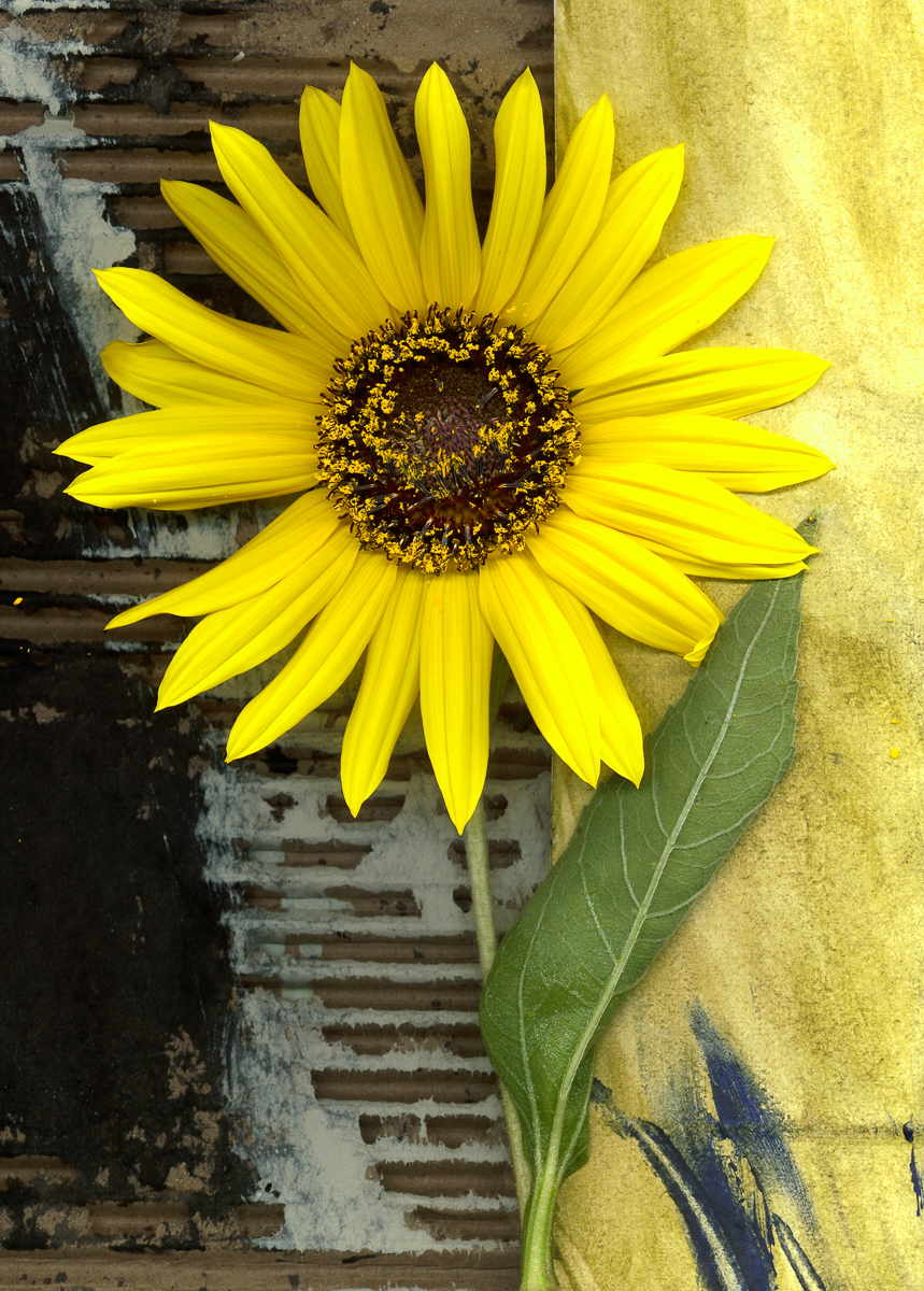 Sunflower 9/16