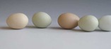 egg-line.jpg