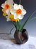 daffy-group.jpg