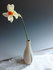 daffy-single.jpg