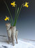 daffy-trio.jpg