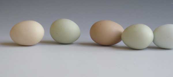 egg-line.jpg