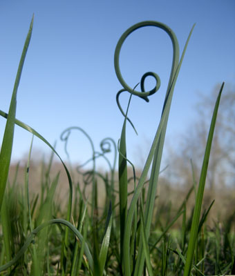 onion-grass.jpg